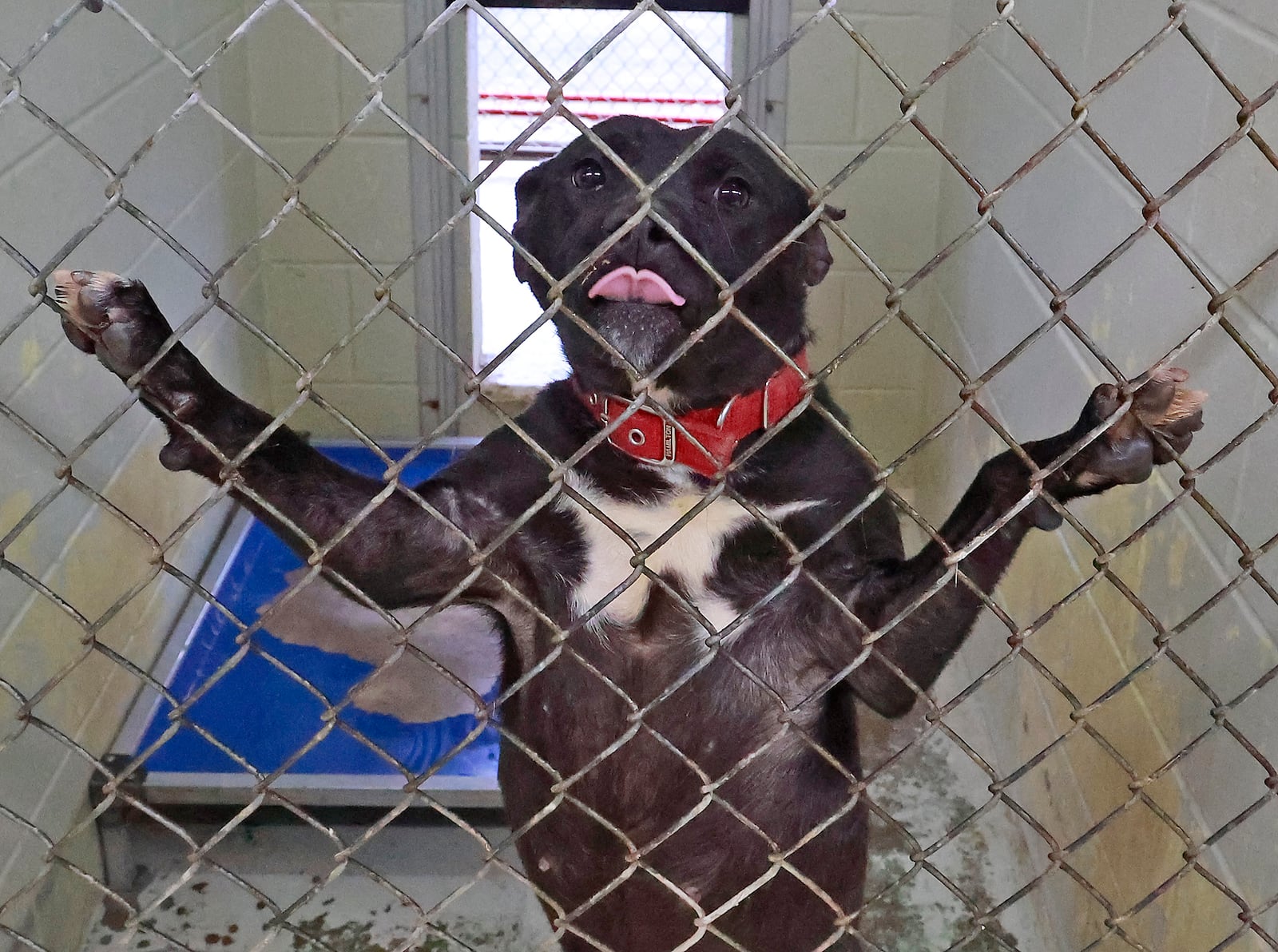 One of the dogs that is up for adoption at the Clark County Dog Shelter Thursday, Dec. 22, 2022. BILL LACKEY/STAFF