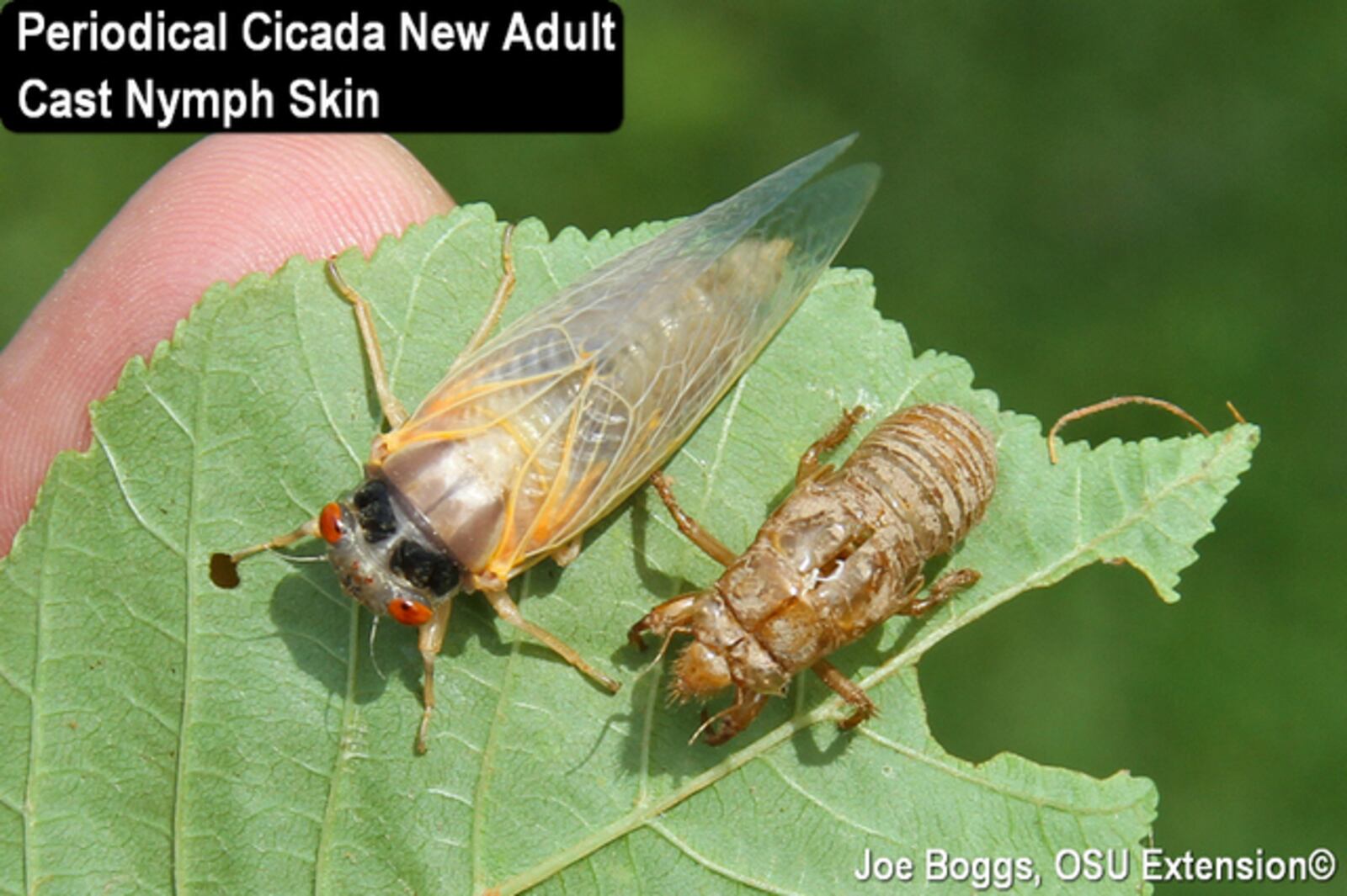 New adult and nymphal exoskeleton. CONTRIBUTED/JOE BOGGS/OSU EXTENSION