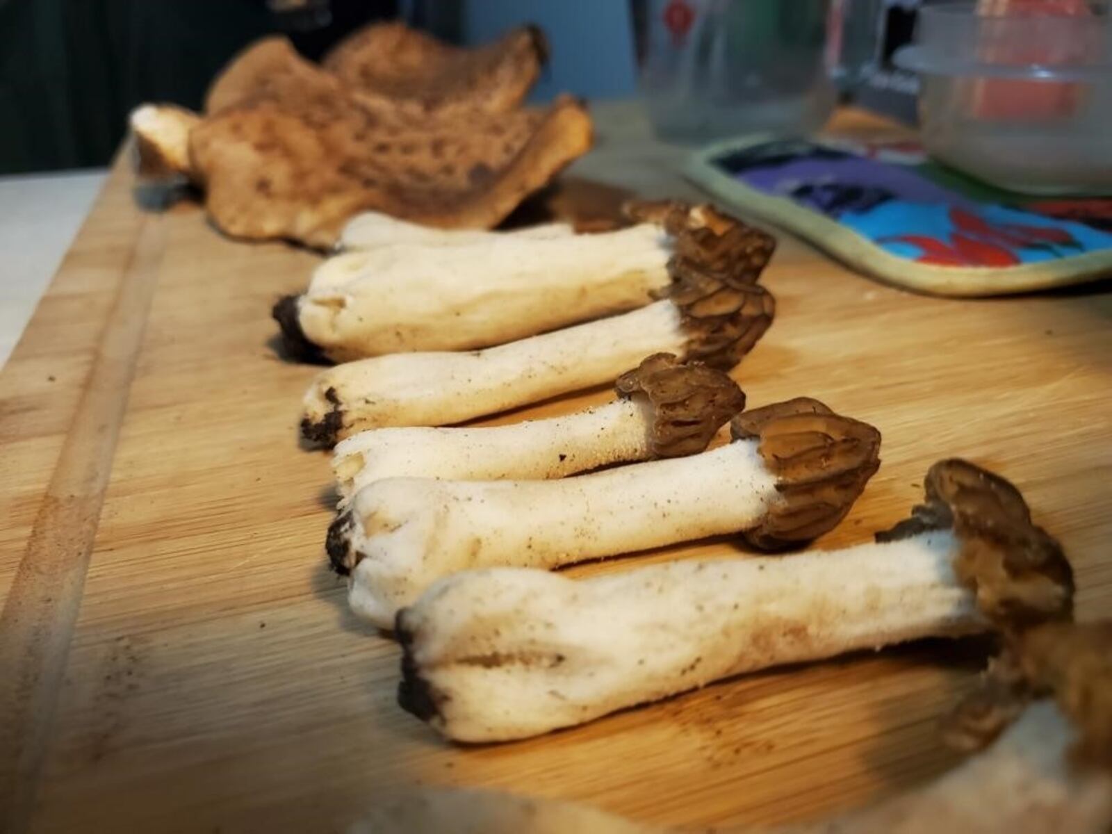 Morels are porous-looking, hollow fungi with cone-shaped caps. They are a culinary delicacy that grows in Ohio across the rest of the Eastern US for a short time in spring. CONTRIBUTED/AMI SCHULTE