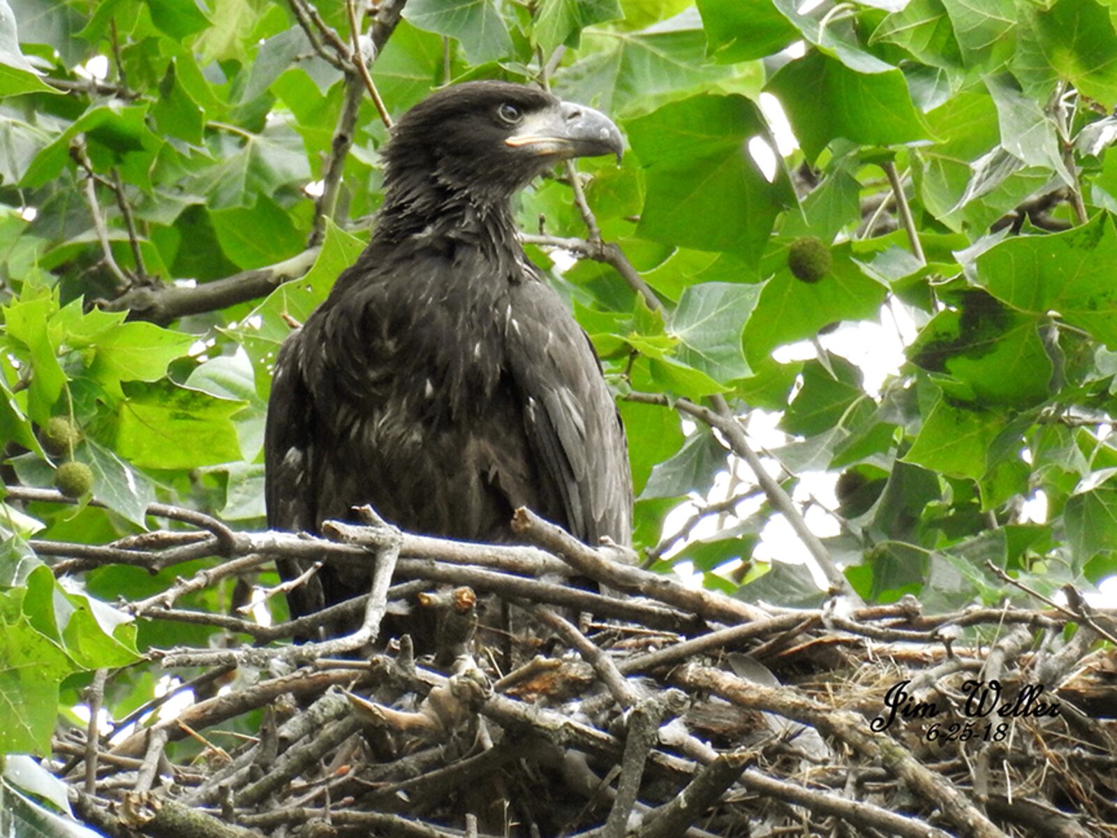 The remaining eaglet at Carillon Historical Park photographed June 25 at 59 days old. Within weeks, Carillon Historical Park visitors may glimpse it making its first flight. It is already beginning to hop about the nest to build strength and exercise its wings. PHOTO COURTESY OF JIM WELLER