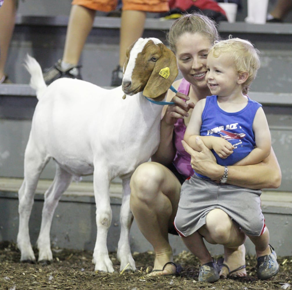 Pee Wee Goat Showmanship - Clark County Fair