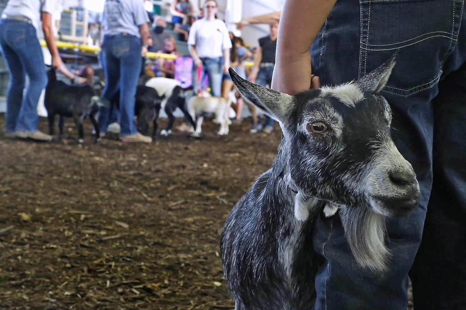 Clark County Fair