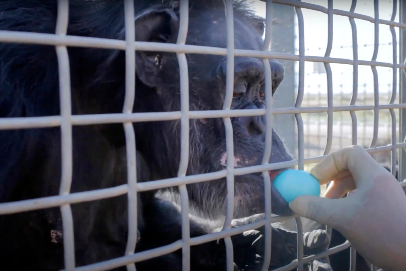 In this image taken from a video provided by the National Institutes of Health, a retired research chimpanzee is given a snack on Oct. 2019, at the Alamogordo Primate Facility in southern N.M. (National Institutes of Health via AP)