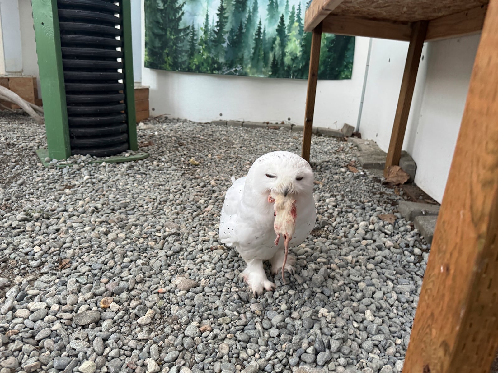 A snowy owl named Ghost eats a frozen rat at the Bird Treatment and Learning Center on Feb. 6, 2025, in Anchorage, Alaska. (AP Photo/Mark Thiessen)