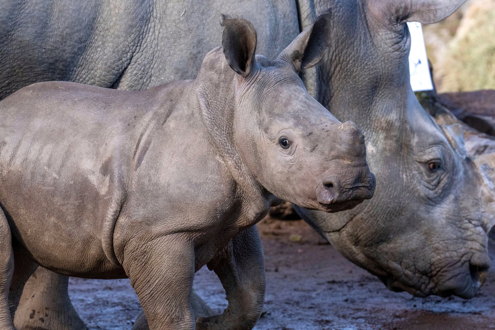 Nova, left, an endangered Southern White Rhinoceros born in January 2025, walks with her mother Elie at Paira Daiza Zoo in Brugelette, Belgium, Wednesday, Feb. 26, 2025. (AP Photo/Marius Burgelman)