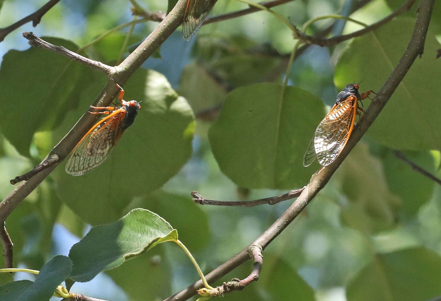 060421 Cicadas SNS