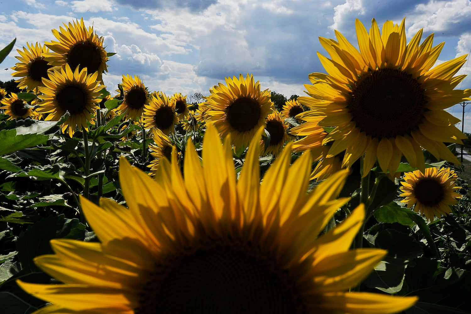 Yellow Springs Sunflowers