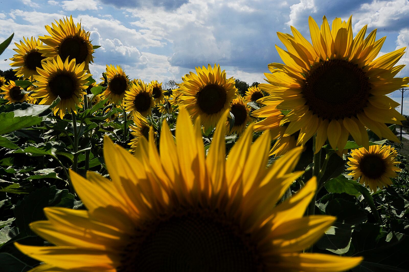 Every year a field along U.S. 68 on the Tecumseh Land Trust, just north of Yellow Springs, attracts bees as well as shutterbugs when thousands of bright sunflowers bloom and cover several acres in gold. Staff photo by Bill Lackey