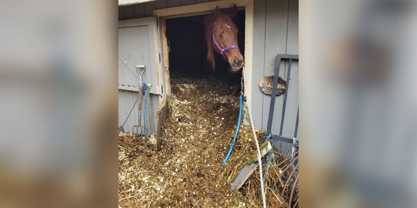 Rescuers had to dig the horses out of their stall because of the piles of manure. (MSPCA-Angell/MSPCA-Angell)