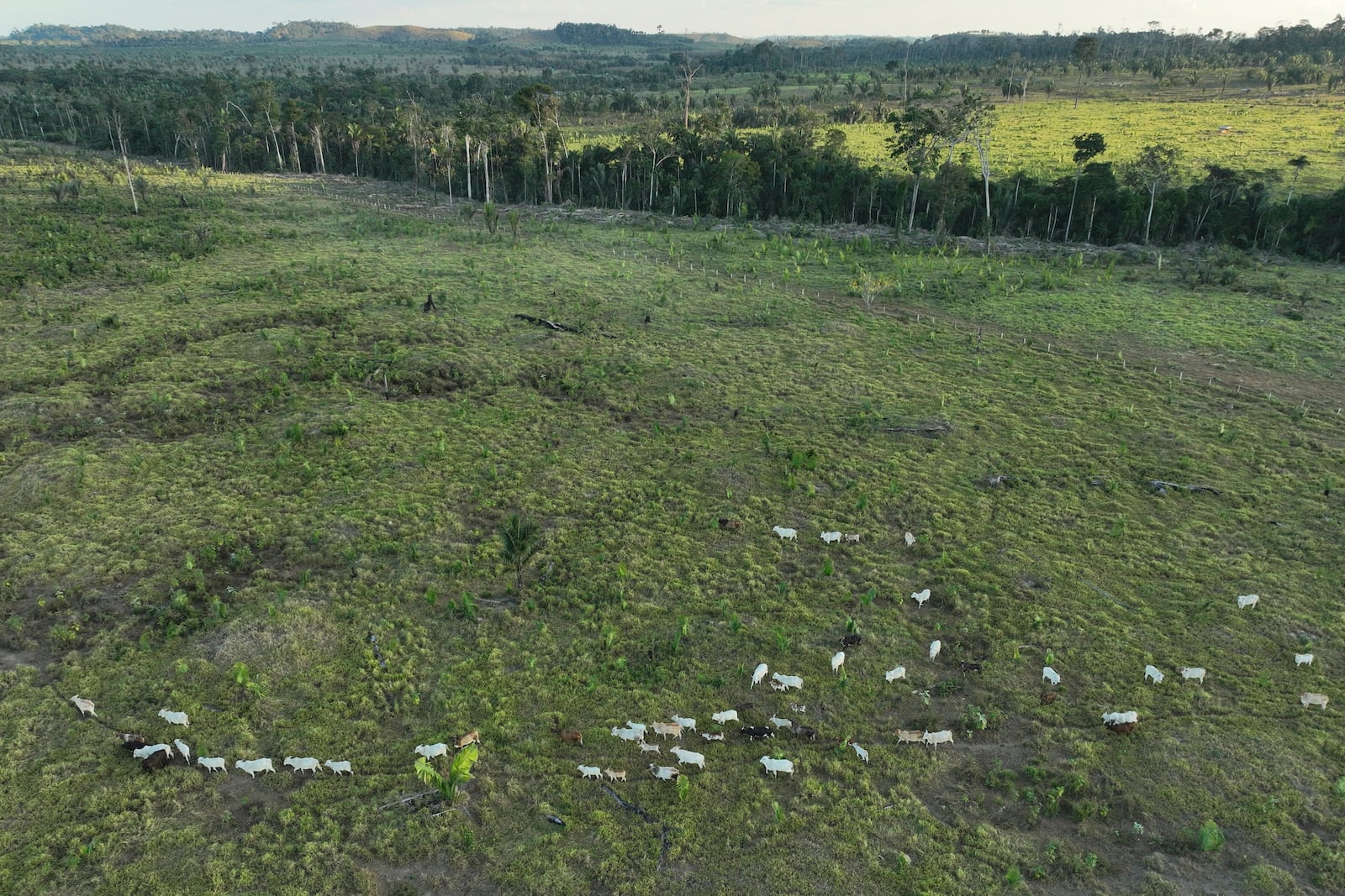 FILE - Cattle walk along an illegally deforested area in an extractive reserve near Jaci-Parana, Rondonia state, Brazil, July 12, 2023. (AP Photo/Andre Penner, File)