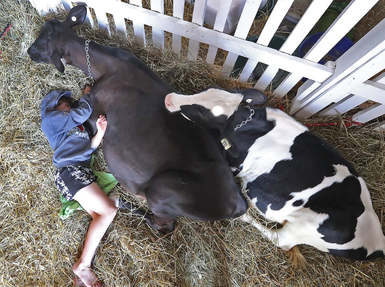 2018 Champaign County Fair Opens