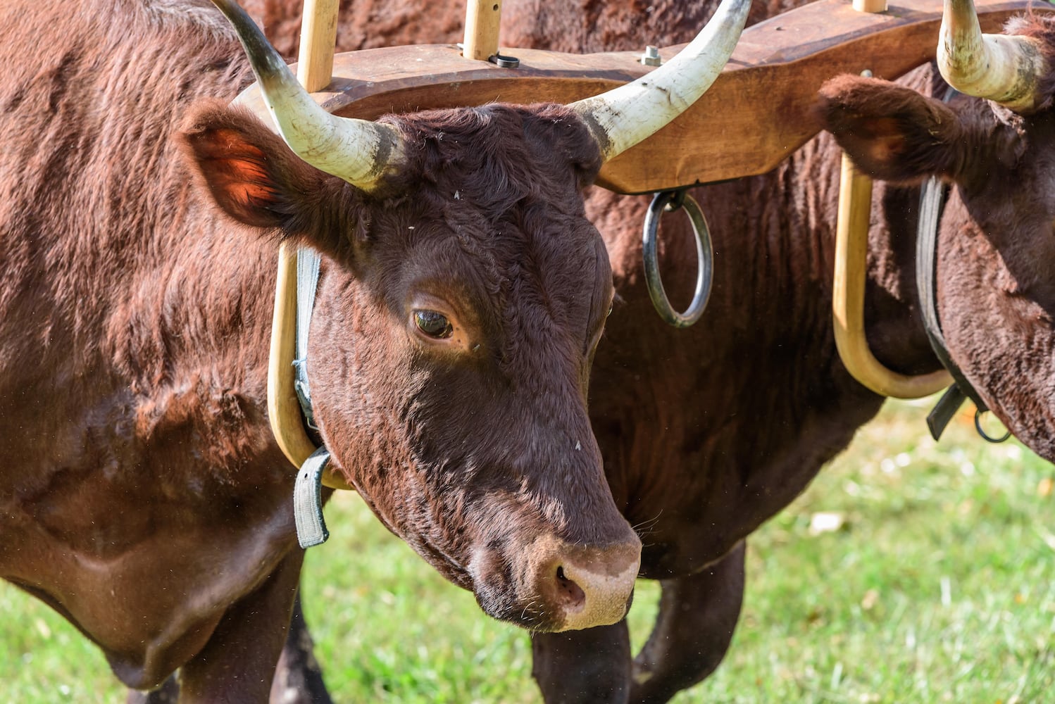 PHOTOS: 2024 Fall Farm Fest at Lost Creek Reserve in Troy