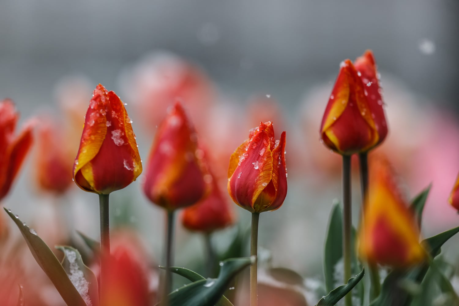 Snow showers in April