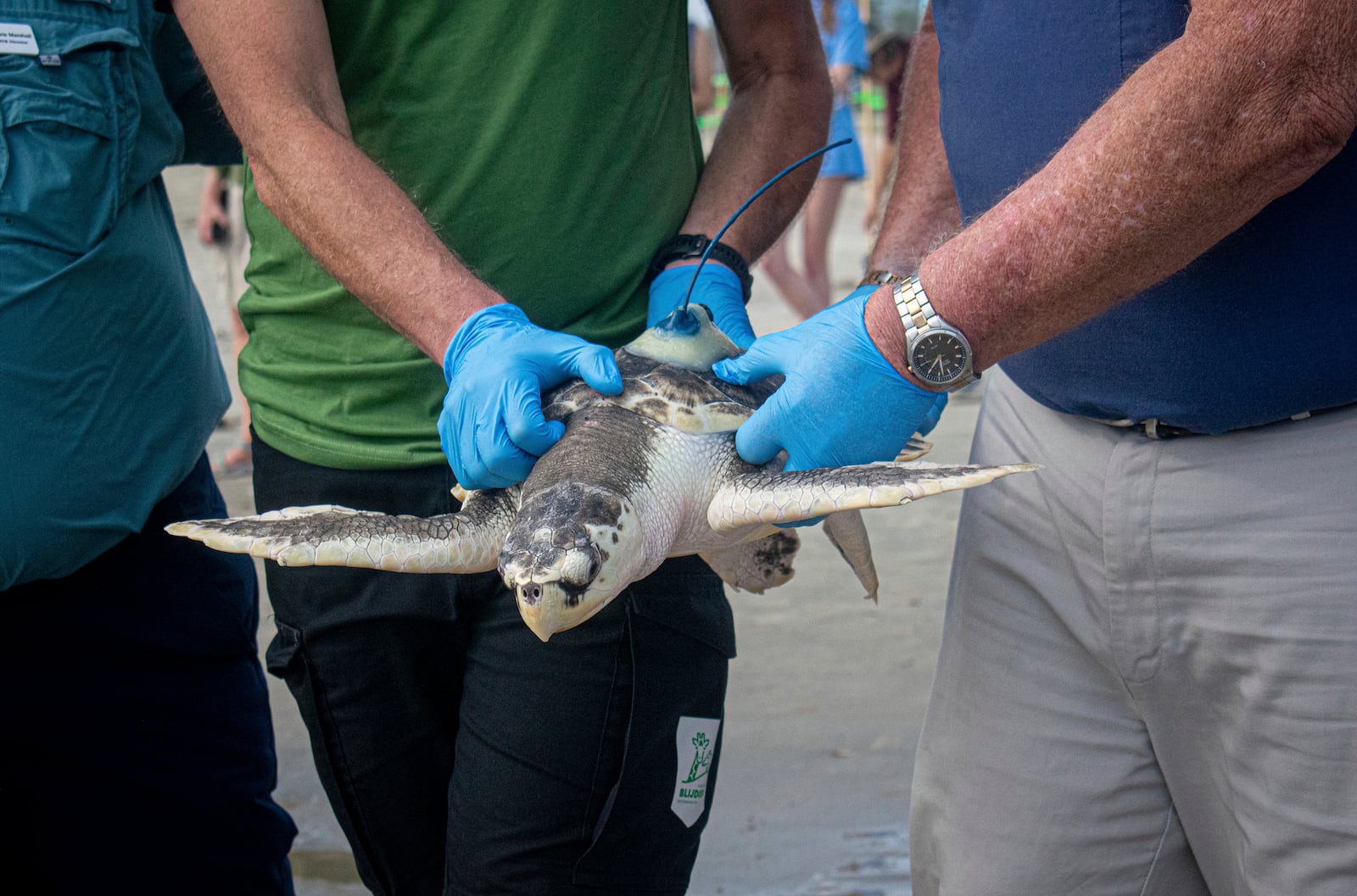 This photo provided by the Houston Zoo shows Boeier, an endangered Kemp's ridley turtle, being released at Stewart Beach in Galveston, Texas. (Jackelin Reyna/Houston Zoo via AP)