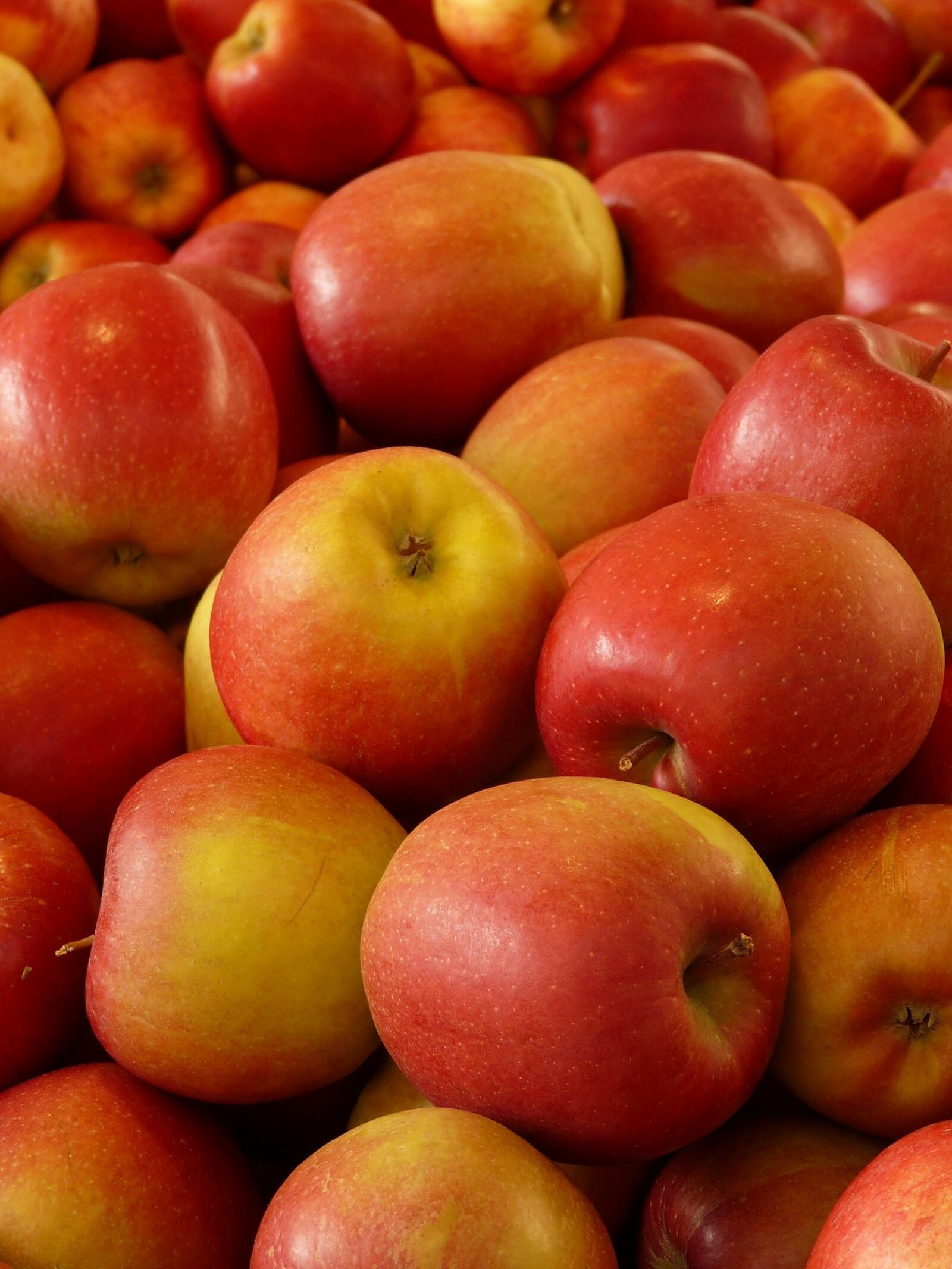 Apples are the star of the show at the annual Aullwood Apple Fest. CONTRIBUTED