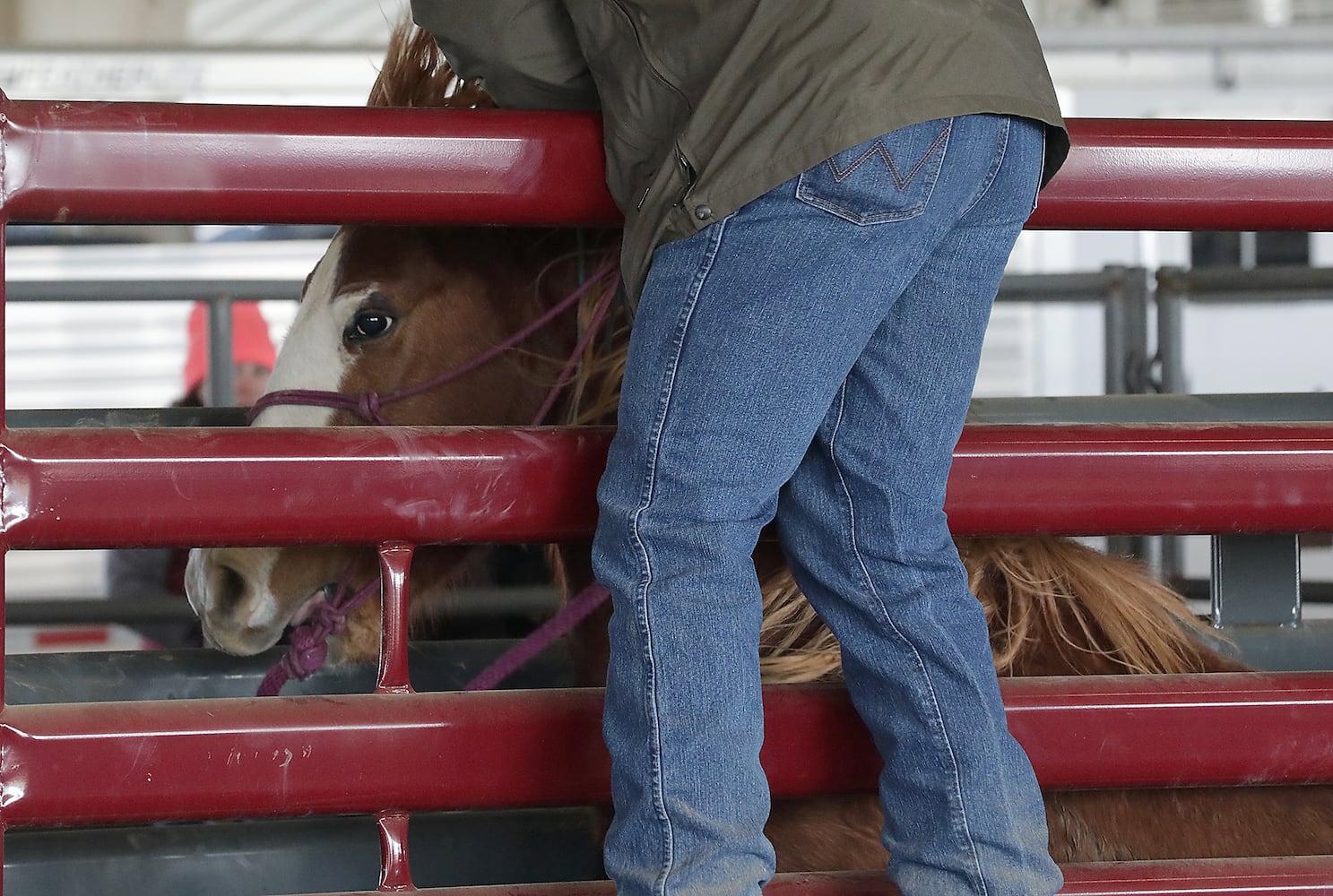 PHOTOS:  Wild Horse and Burro Adoption