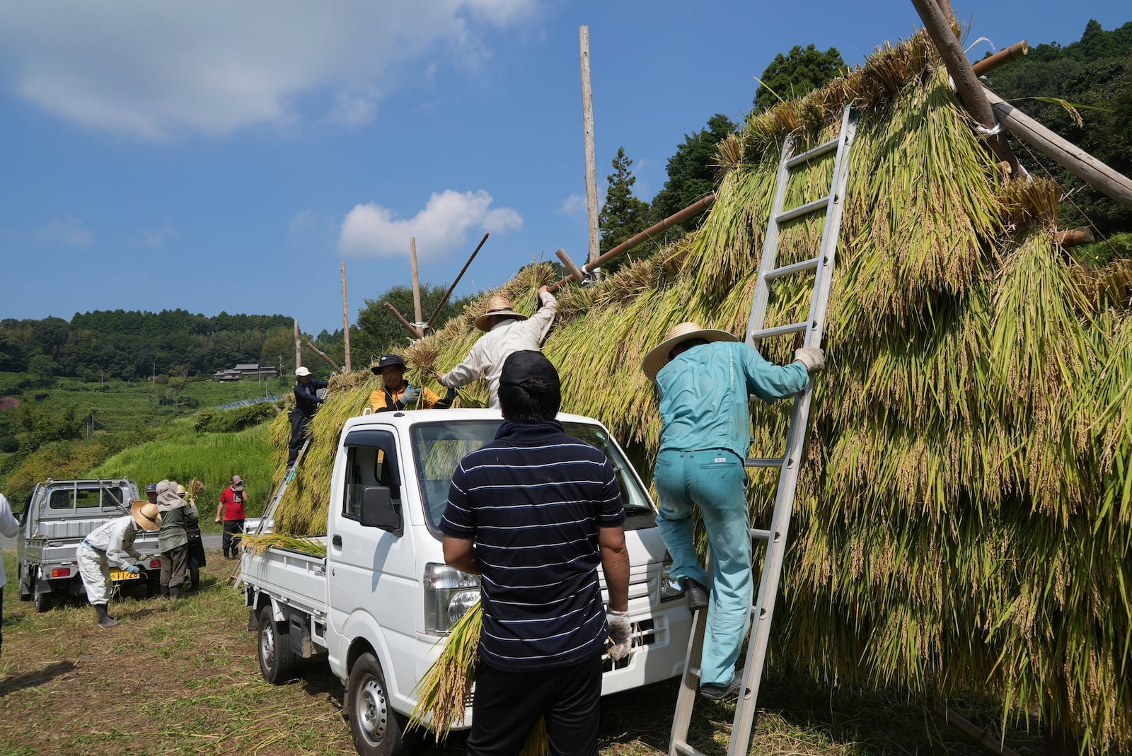 Farmers and volunteers hang rice on a rack in a traditional drying method harvest in Kamimomi village, Okayama prefecture, Japan on Sept. 7, 2024. (AP Photo/Ayaka McGill)