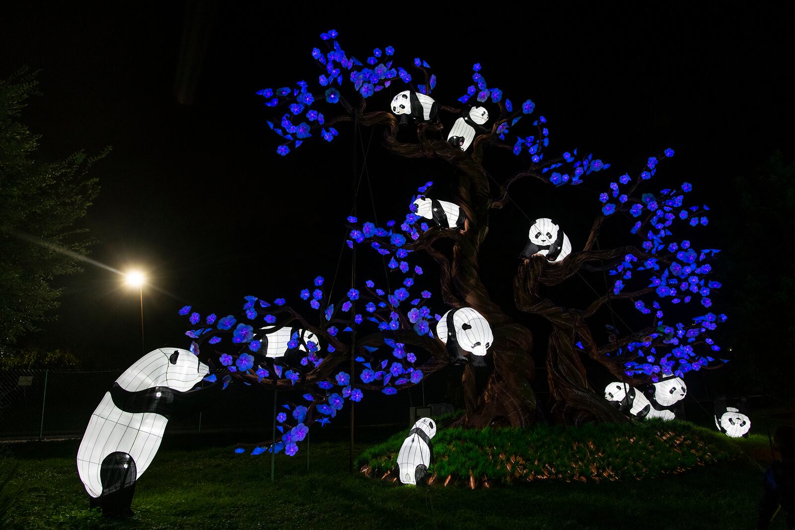 One of the largest lantern festivals in the nation is coming to the Louisville Zoo. Wild Lights: Asian Lantern Festival opens March 5 and runs through April 25.