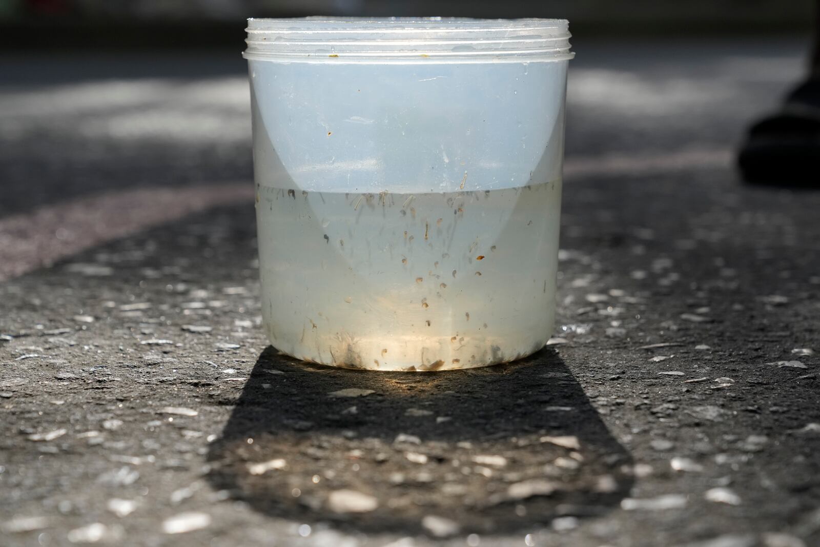 A container with mosquito larvas, captured by a resident, waits for inspection in Mandaluyong city, Philippines as their village started offering bounty for captured mosquitos, dead or alive, as part of an anti-dengue campaign on Wednesday, Feb. 19, 2025. (AP Photo/Aaron Favila)