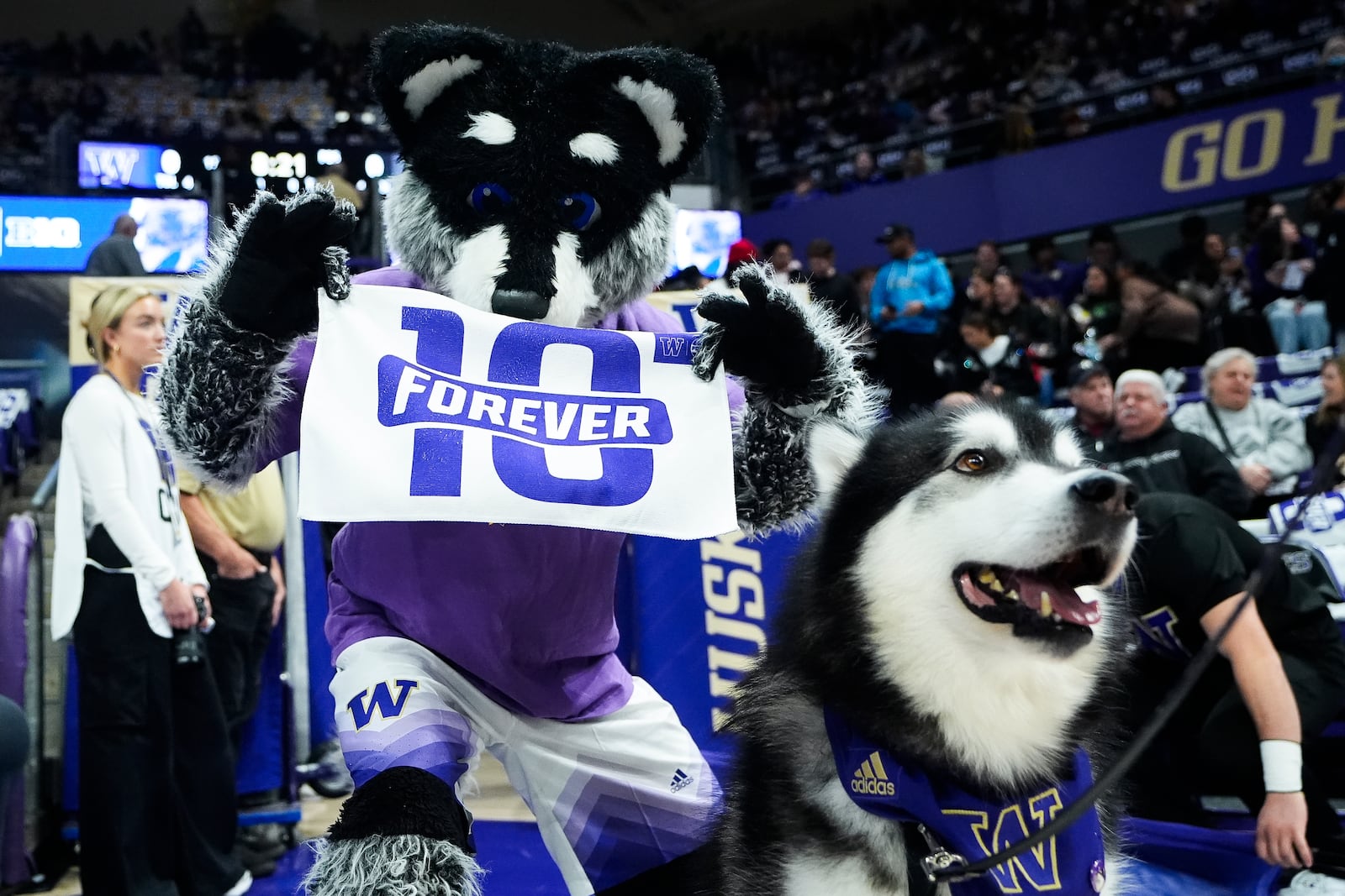 Harry the Husky stands with live mascot Dubs II before former Washington guard Kelsey Plum's jersey retirement ceremony during an NCAA college basketball game between Washington and Purdue, Saturday, Jan. 18, 2025, in Seattle. (AP Photo/Lindsey Wasson)