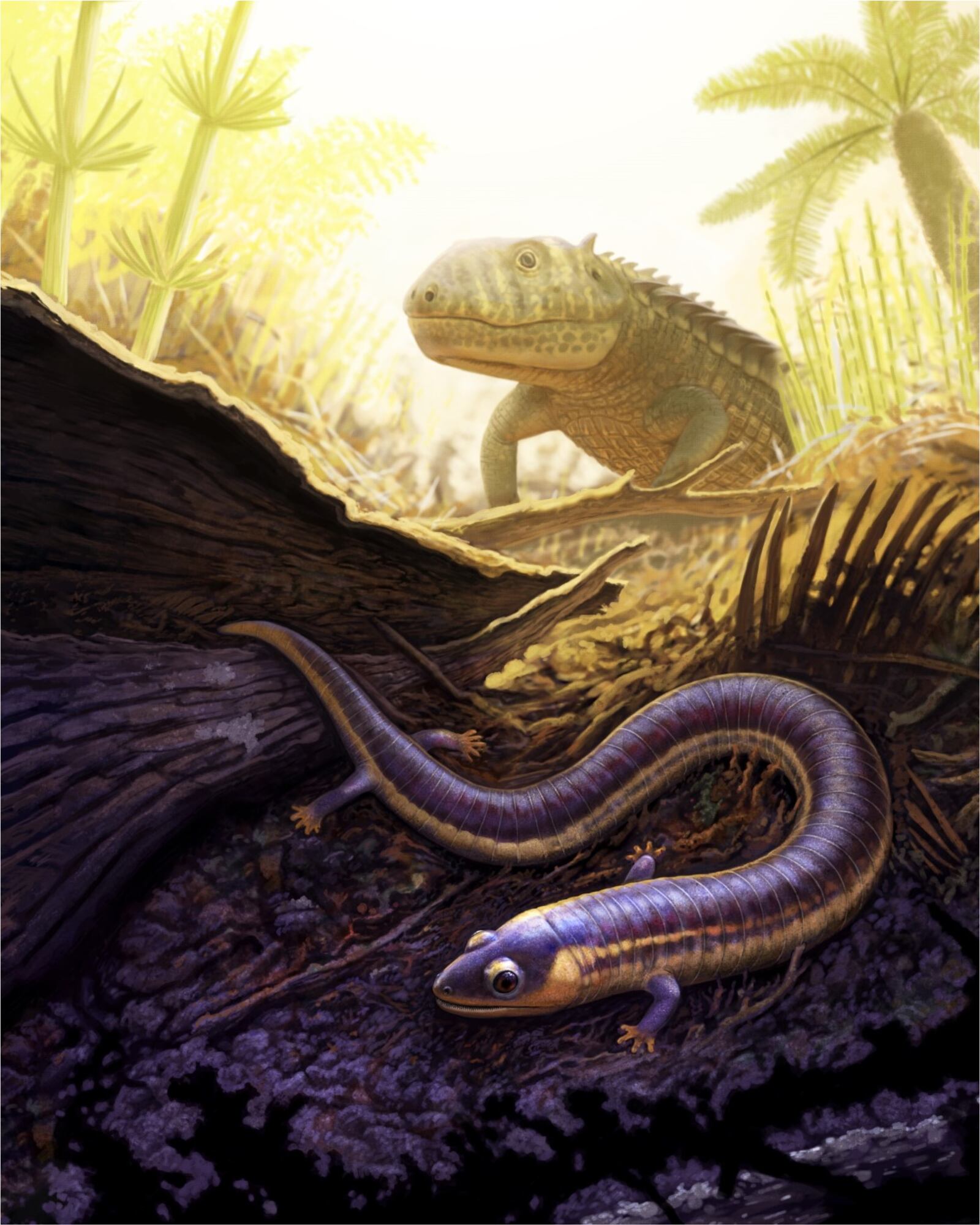 Illustration by Andrey Atuchin of Funcusvermis gilmorei (foreground) and the crocodile relative Acaenasuchus geoffreyi (background) in the tropical forest of Arizona 220 million years ago. CONTRIBUTED