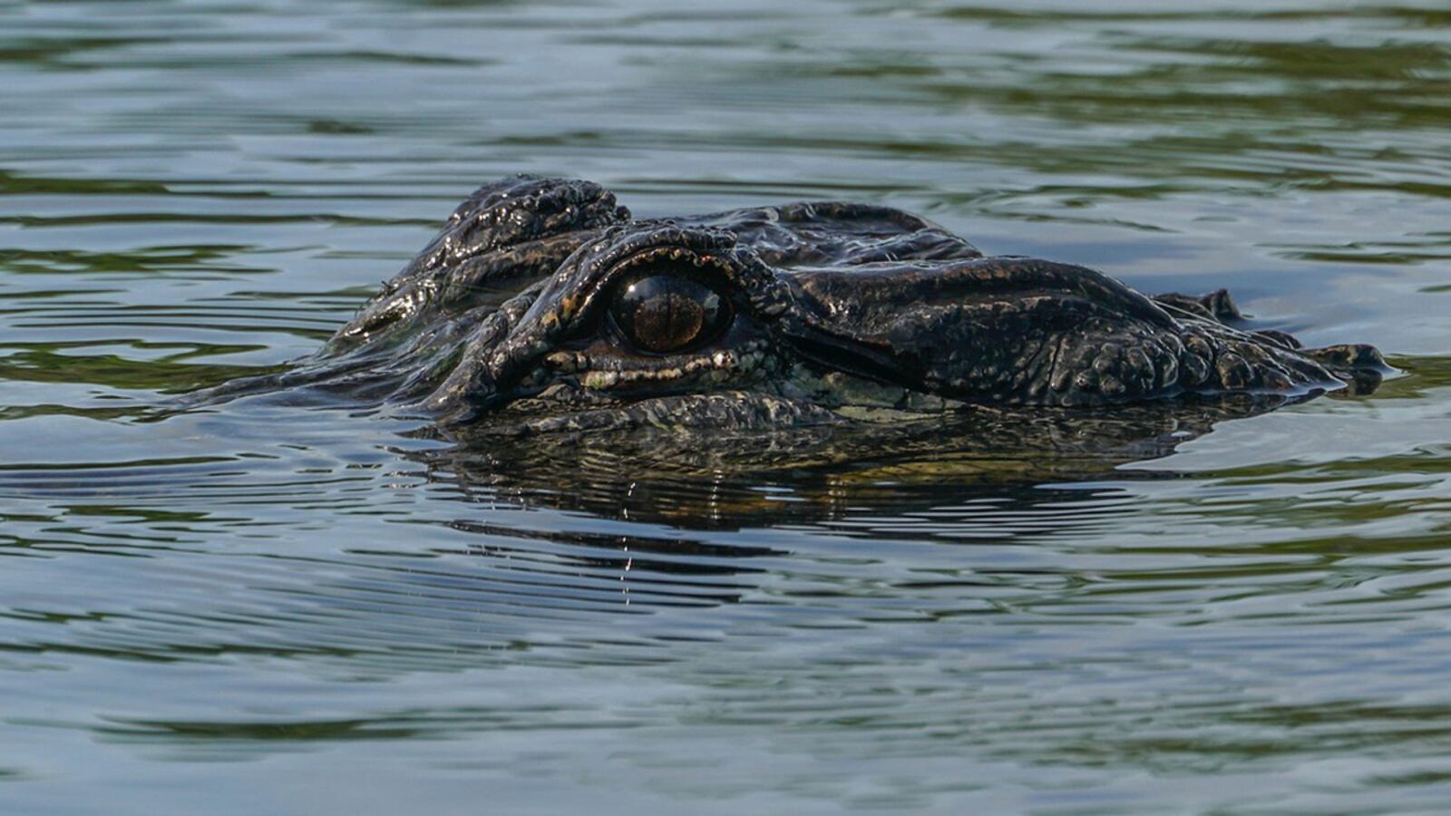 An alligator at the center of a police chase in Slidell, Louisiana, Thursday night was finally cornered under a school bus at Slidell High School. The gator was trapped and relocated back to a swamp outside of town.