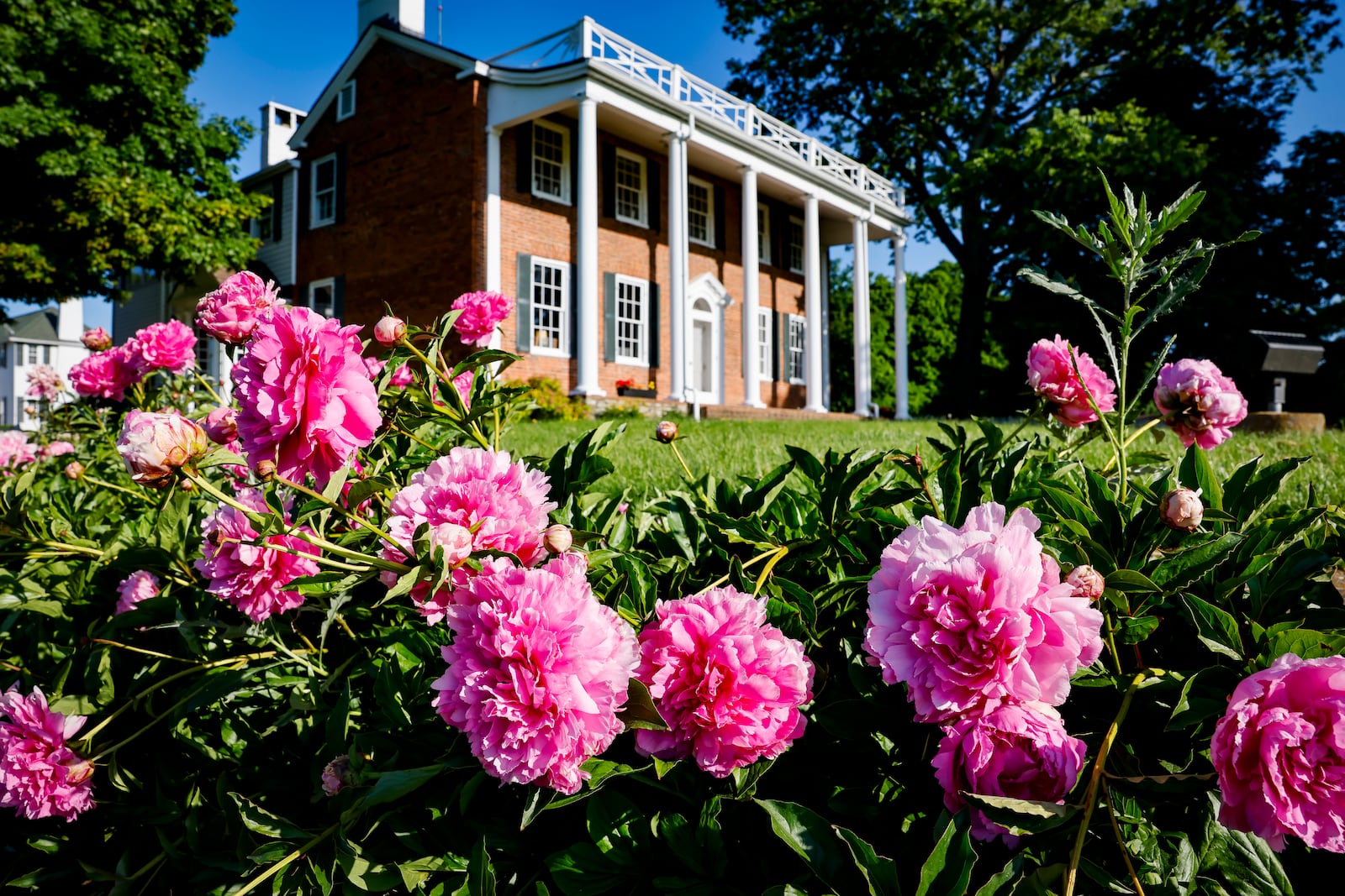 Peony flowers in bloom at Cox Farm in Wayne Township in Butler County, Ohio May 30, 2023. Photos by NICK GRAHAM/JOURNAL-NEWS