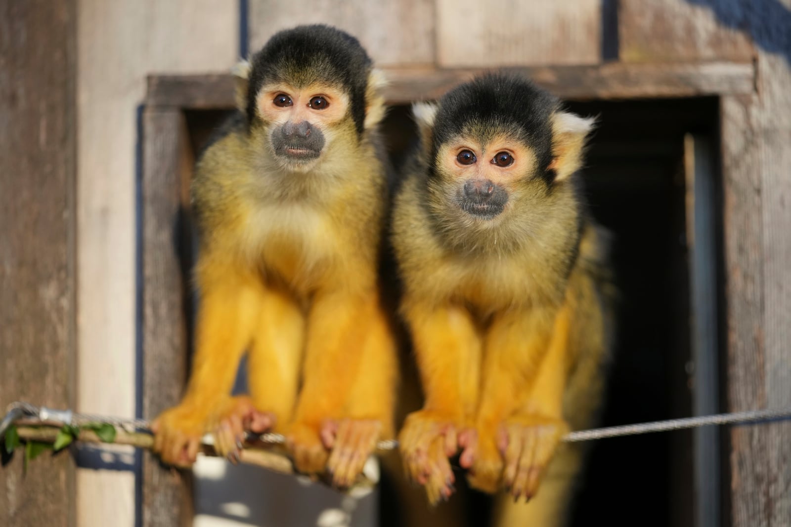 Squirrel Monkeys stand during the annual stocktake at London Zoo in London, Friday, Jan. 3, 2025. (AP Photo/Kin Cheung)