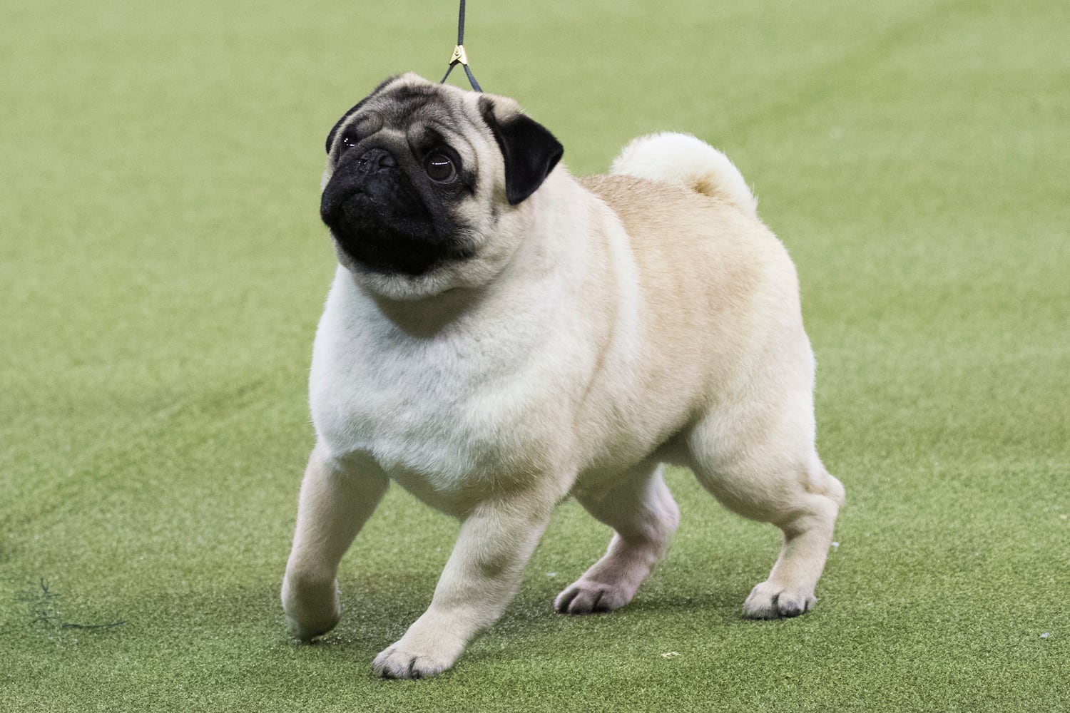 Photos: Westminster Dog Show 2018: Bichon frisé Flynn crowned best in show