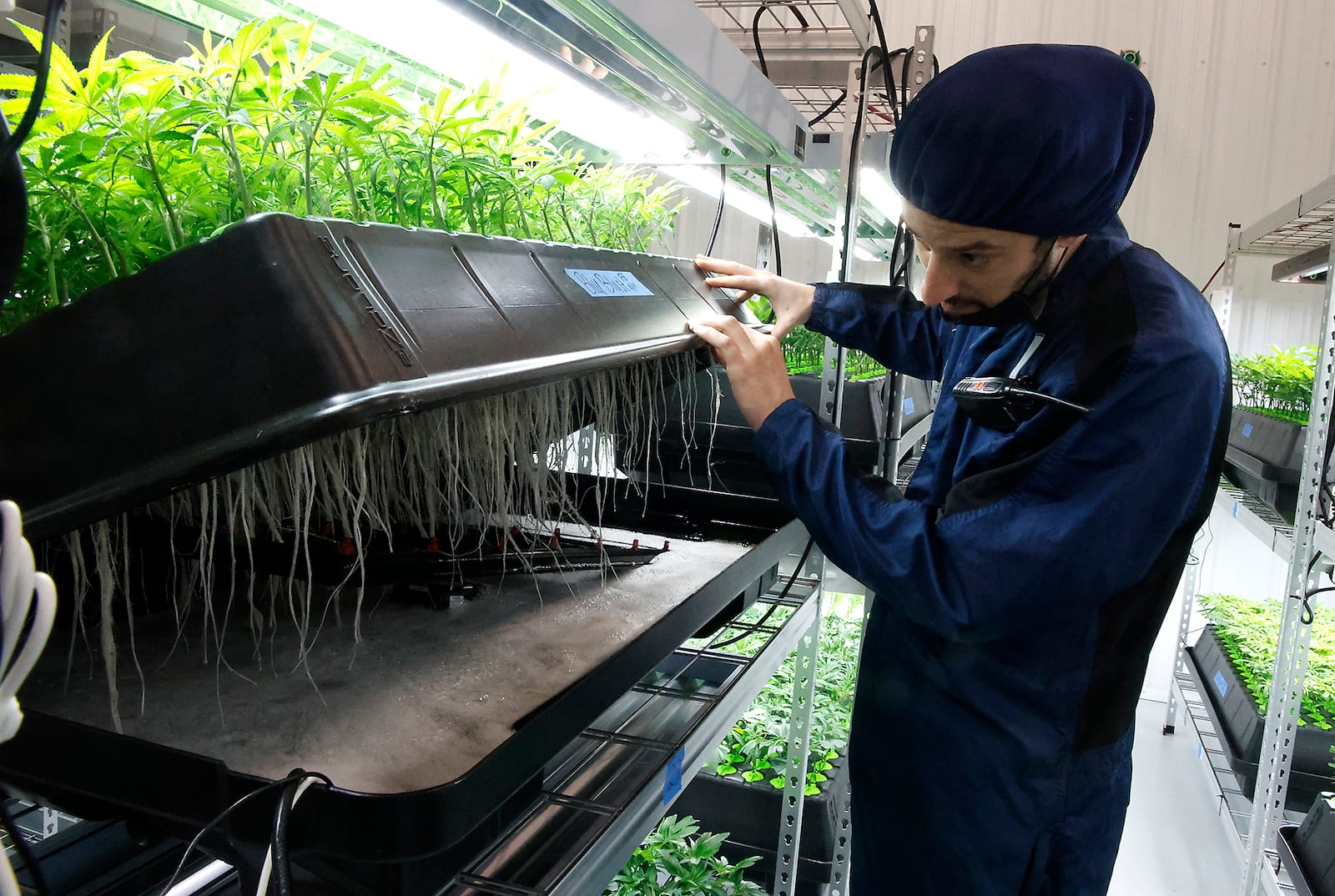 Cody Neidig, Head of Cultivation at Pure Ohio Wellness, shows the roots of the cannabis plants as they grow aeroponically at their cultivation and production facility in Clark County Monday, Dec. 4, 2023. BILL LACKEY/STAFF