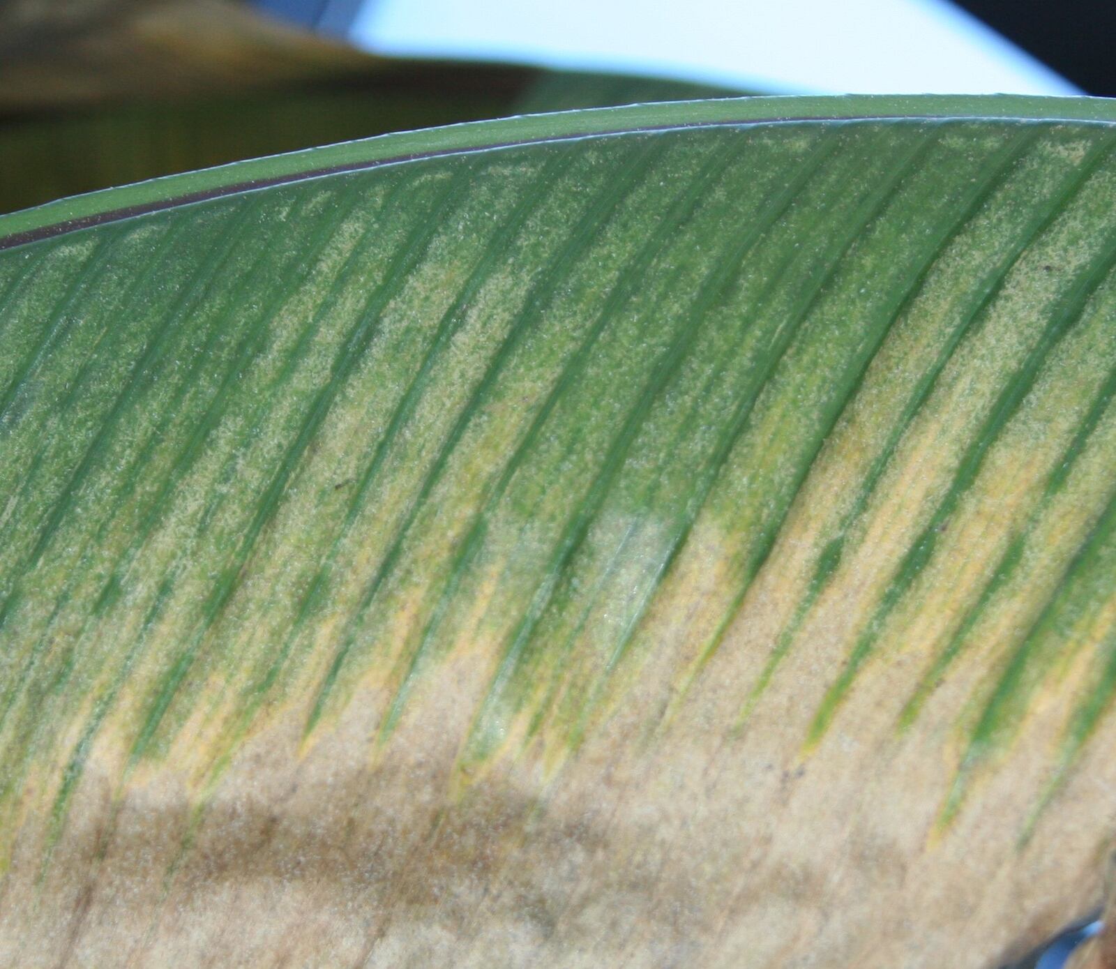 Here's what spider mite symptoms on houseplants look like. CONTRIBUTED