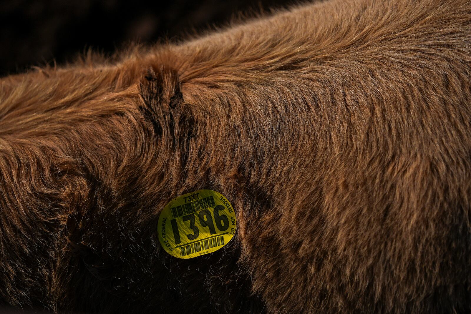 A sticker is seen on a cow after it was auctioned at the Oklahoma National Stockyards Tuesday, Jan. 14, 2025, in Oklahoma City. (AP Photo/Julio Cortez)