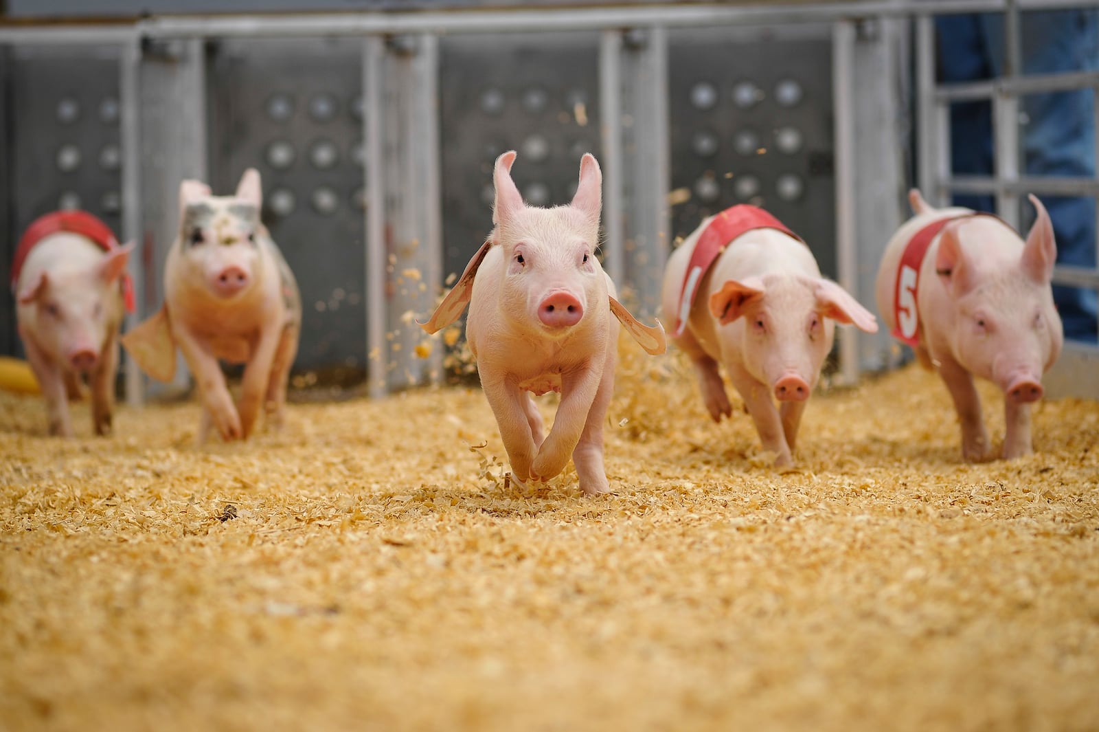 Little porkers race at the Ohio State Fair pig races