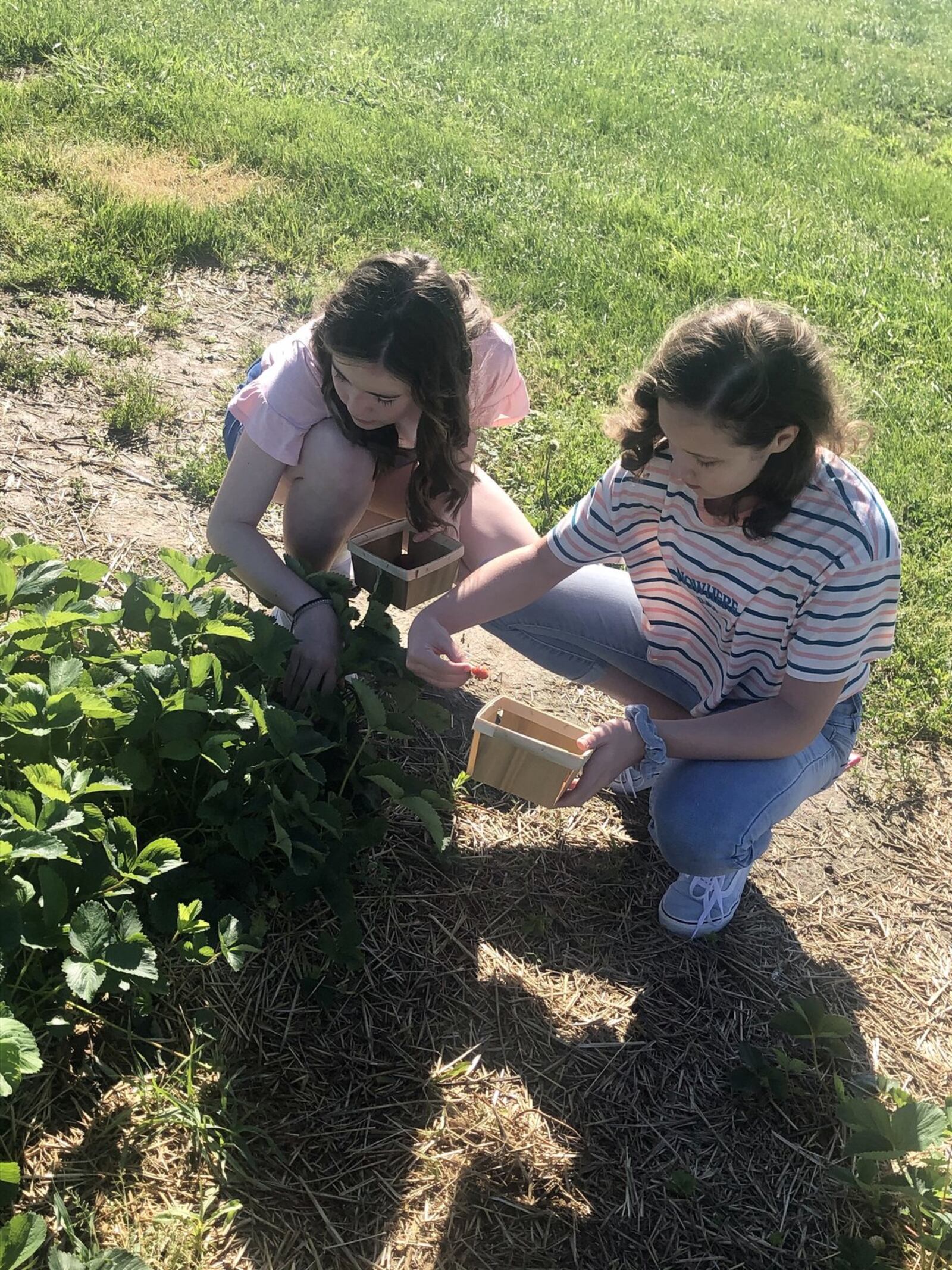 You can pick your own strawberries and black raspberries at Stokes Berry Farm in Wilmington. CONTRIBUTED/DEBBIE JUNIEWICZ