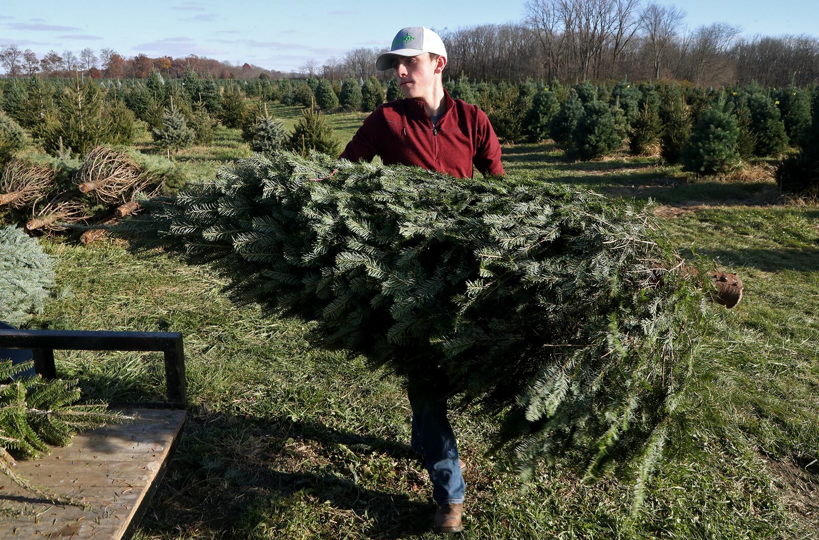 Ian Spence loads cut trees on a trailer at Carl and Dorothy Young's Cut Your Own Christmas Tree Farm (File Photo). BILL LACKEY/STAFF