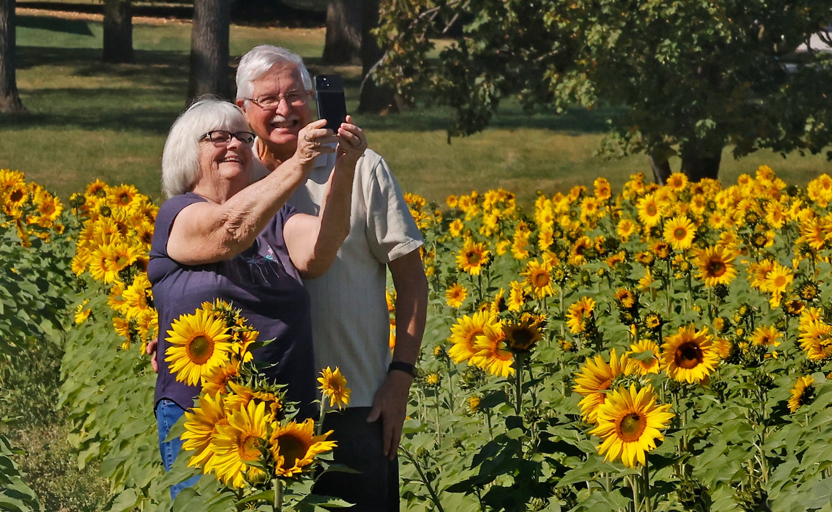 Sunflowers Field SNS