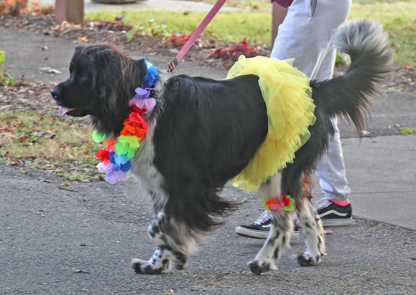 Yappy Howl-o-ween SNS