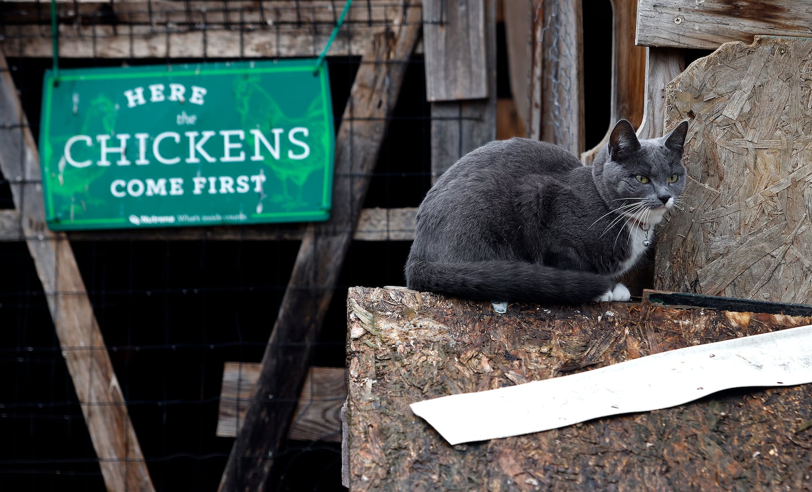 Riverside farmer Sharifa Tomlinson has several cats, including Gray, shown here. MARSHALL GORBY\STAFF