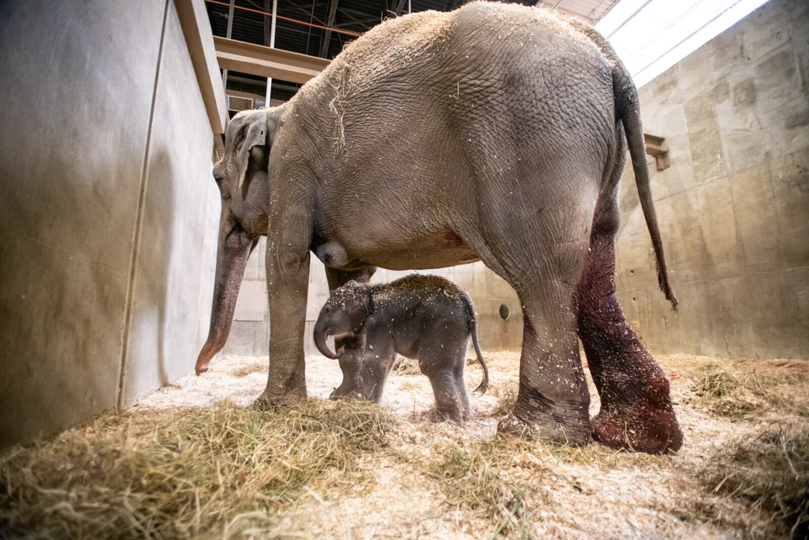 An Asian elephant was born at the Columbus Zoo and Aquarium this week. The calf's mother, 33-year-old Phoebe, carried the baby for 22 months. The calf and mother are doing well. COLUMBUS ZOO AND AQUARIUM