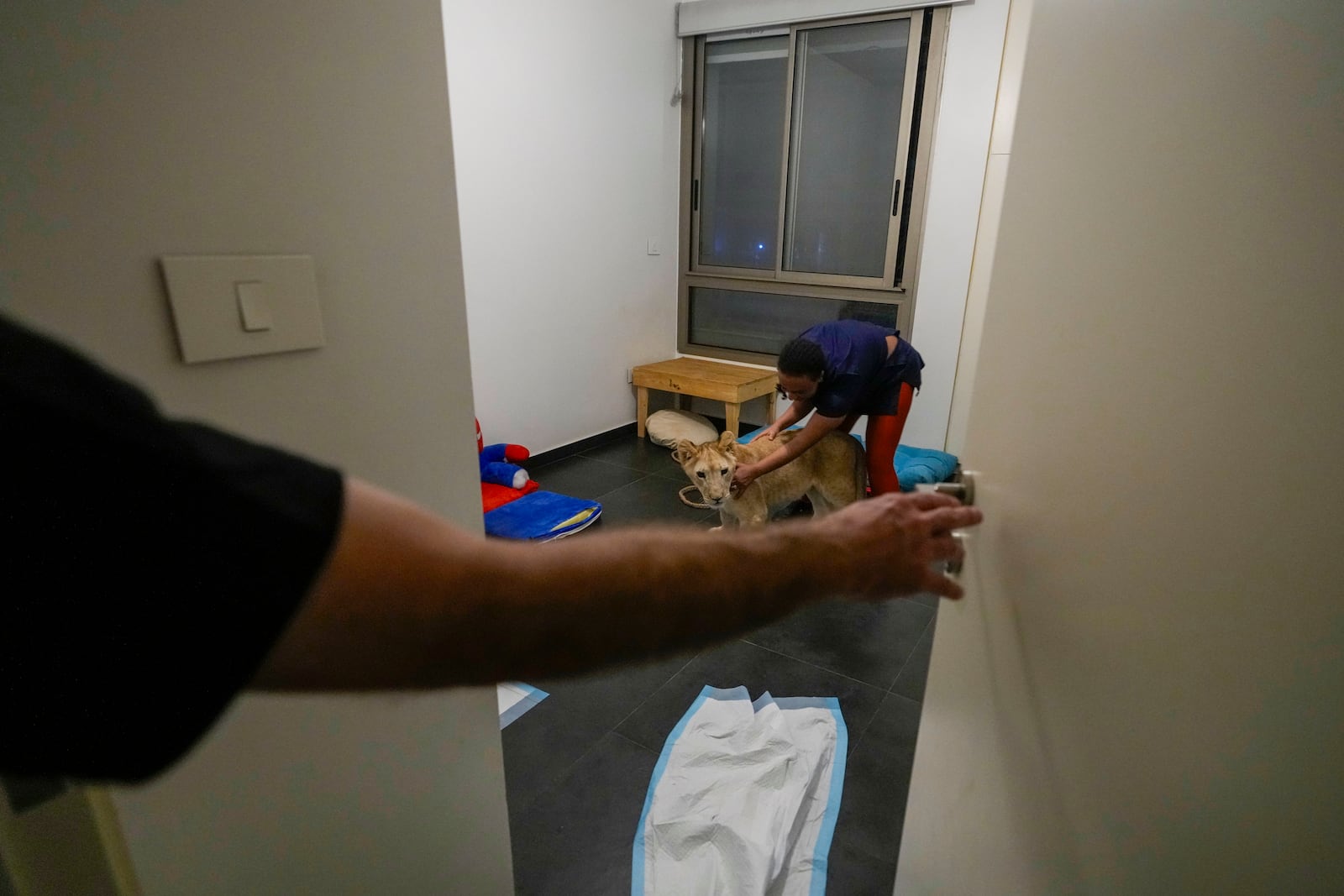 Sara the lion cub plays with her caretaker in an apartment where she was sheltered by the rescue group Animals Lebanon in Beirut, Lebanon, Monday, Nov. 11, 2024. (AP Photo/Hassan Ammar)