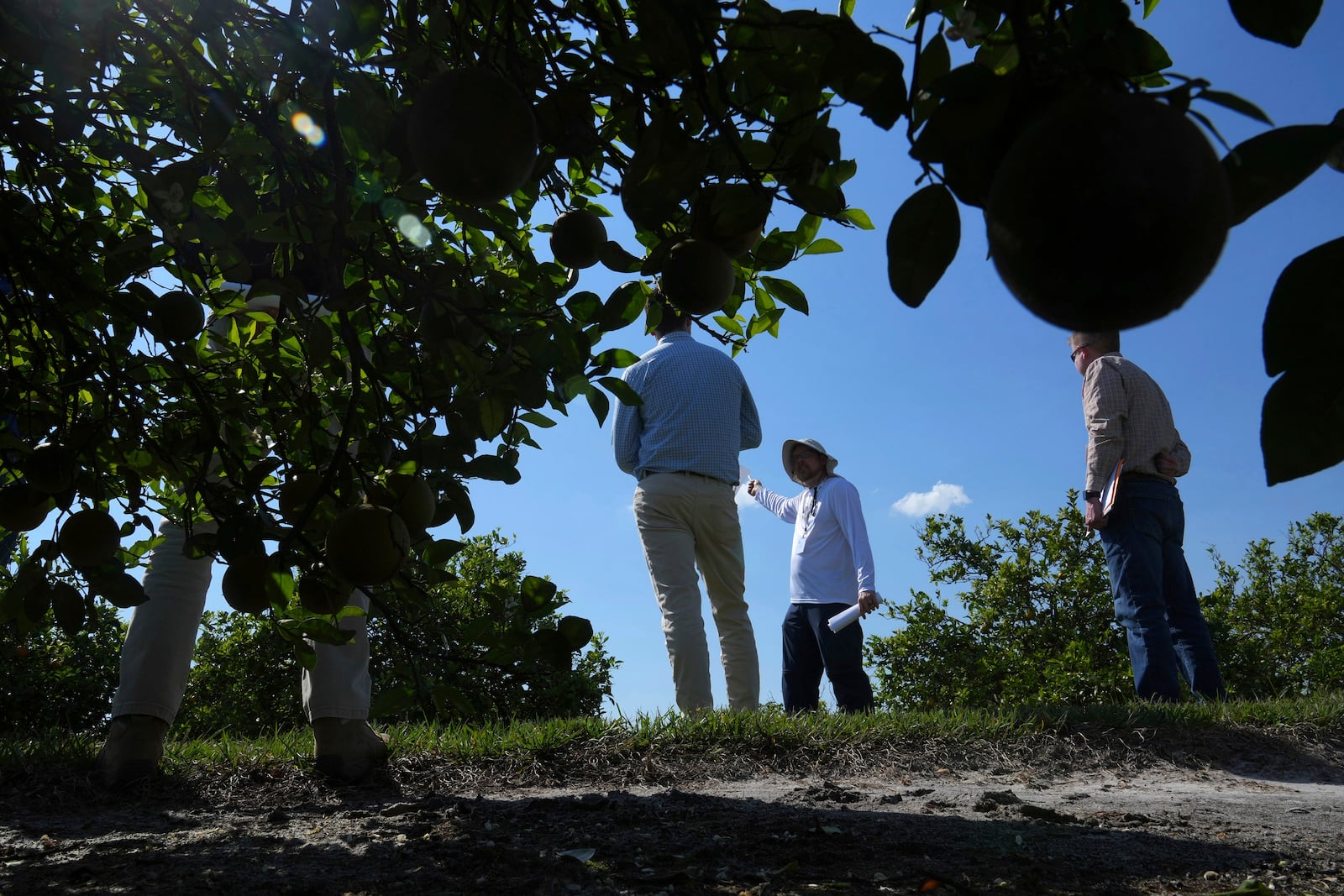 A USDA guide leads citrus growers to view the effects of different treatments to combat citrus greening at a experimental grove Thursday, March 13, 2025, in Fort Pierce. (AP Photo/Marta Lavandier)