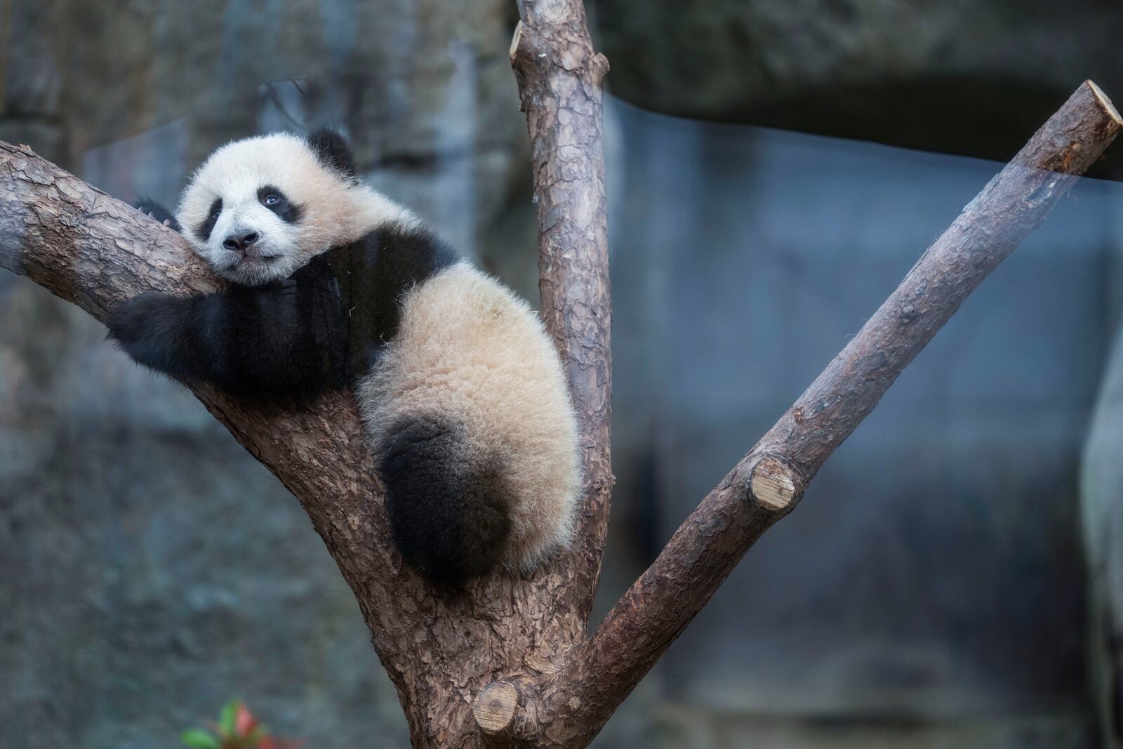 Hong Kong-born giant panda twin cubs make their debut appearance to media in Ocean Park during a greeting ceremony in Hong Kong, Saturday, Feb. 15, 2025. (AP Photo/Chan Long Hei)