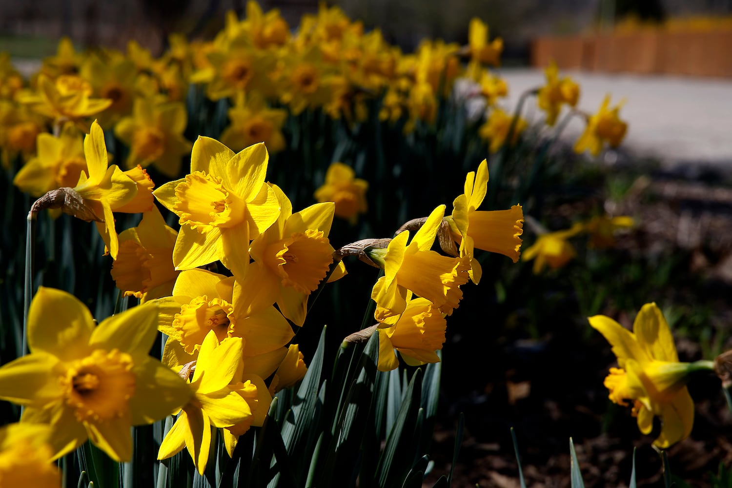 Spring Flowers SNS