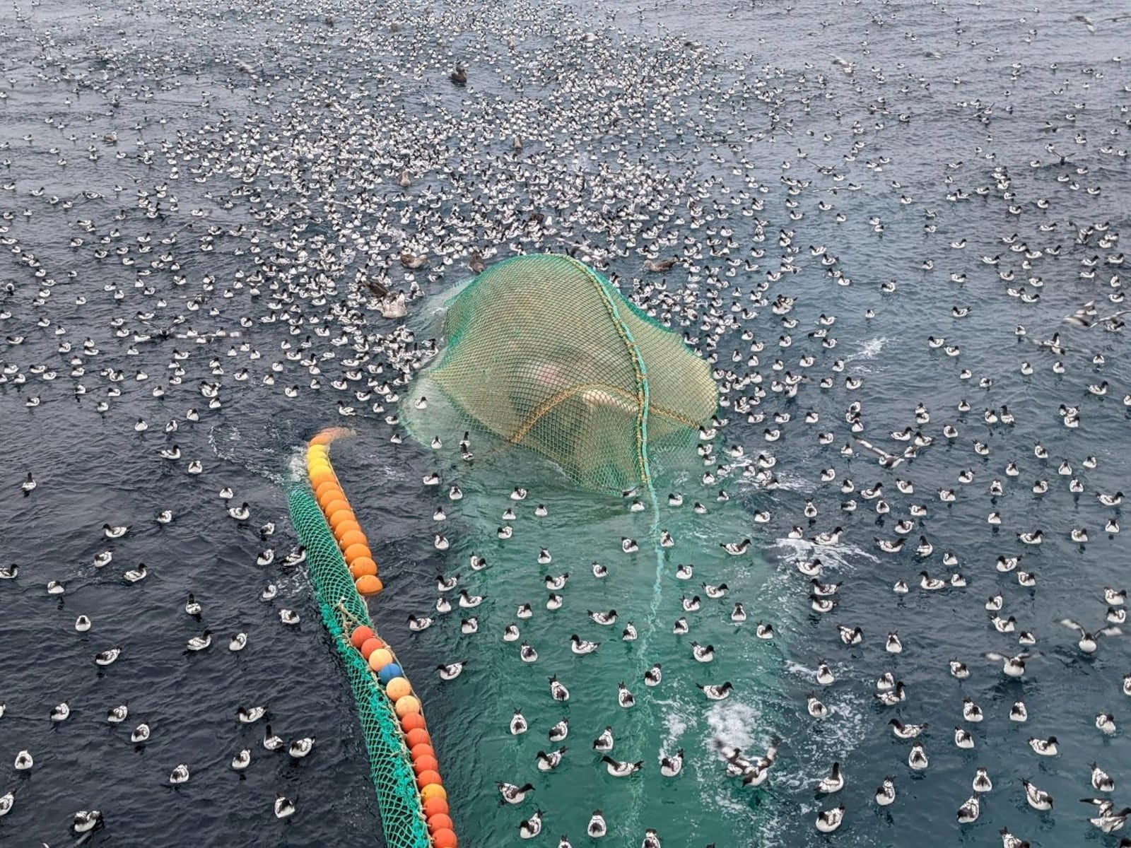 FILE - This photo made by a CCAMLR observer aboard Aker BioMarine's ship, the Antarctic Sea, in April 2021, shows birds on the surface of the water next to the carcass of a humpback whale caught in a net during krill trawling by the Norwegian fishing company Aker BioMarine in the Southern Ocean on April 20, 2021. (MRAG via AP, File)