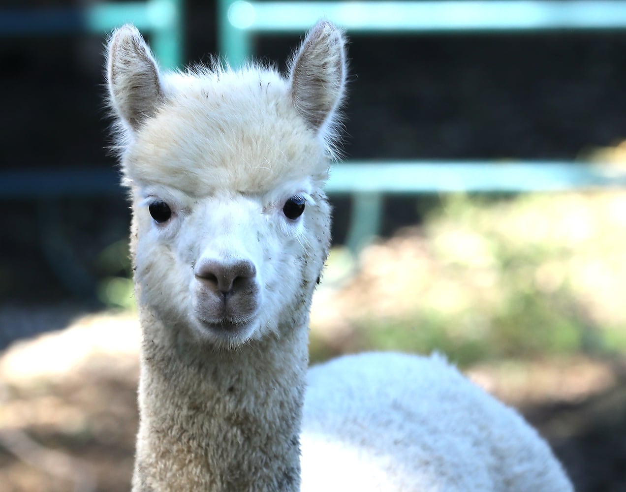 092521 Alpaca Farm Day SNS