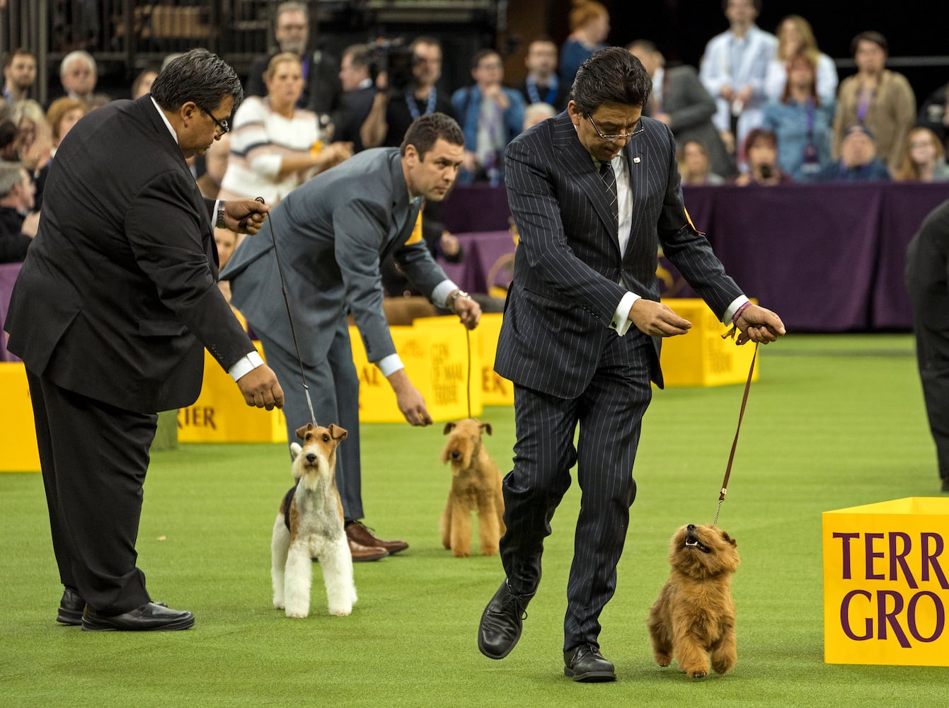 Photos: Westminster Dog Show 2018: Bichon frisé Flynn crowned best in show