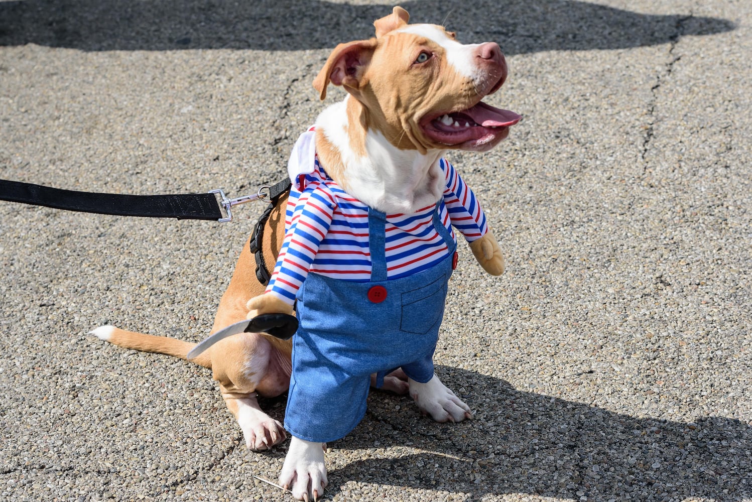 PHOTOS: 2024 Fairborn Halloween Festival