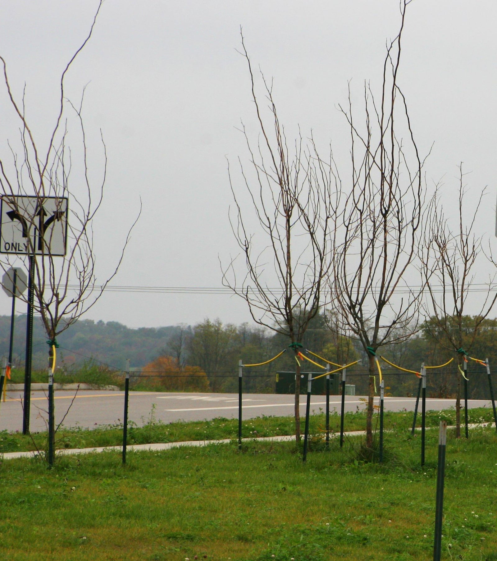 These trees lacked water the previous season, new growth may appear at the bottom but most of the branches died over winter.