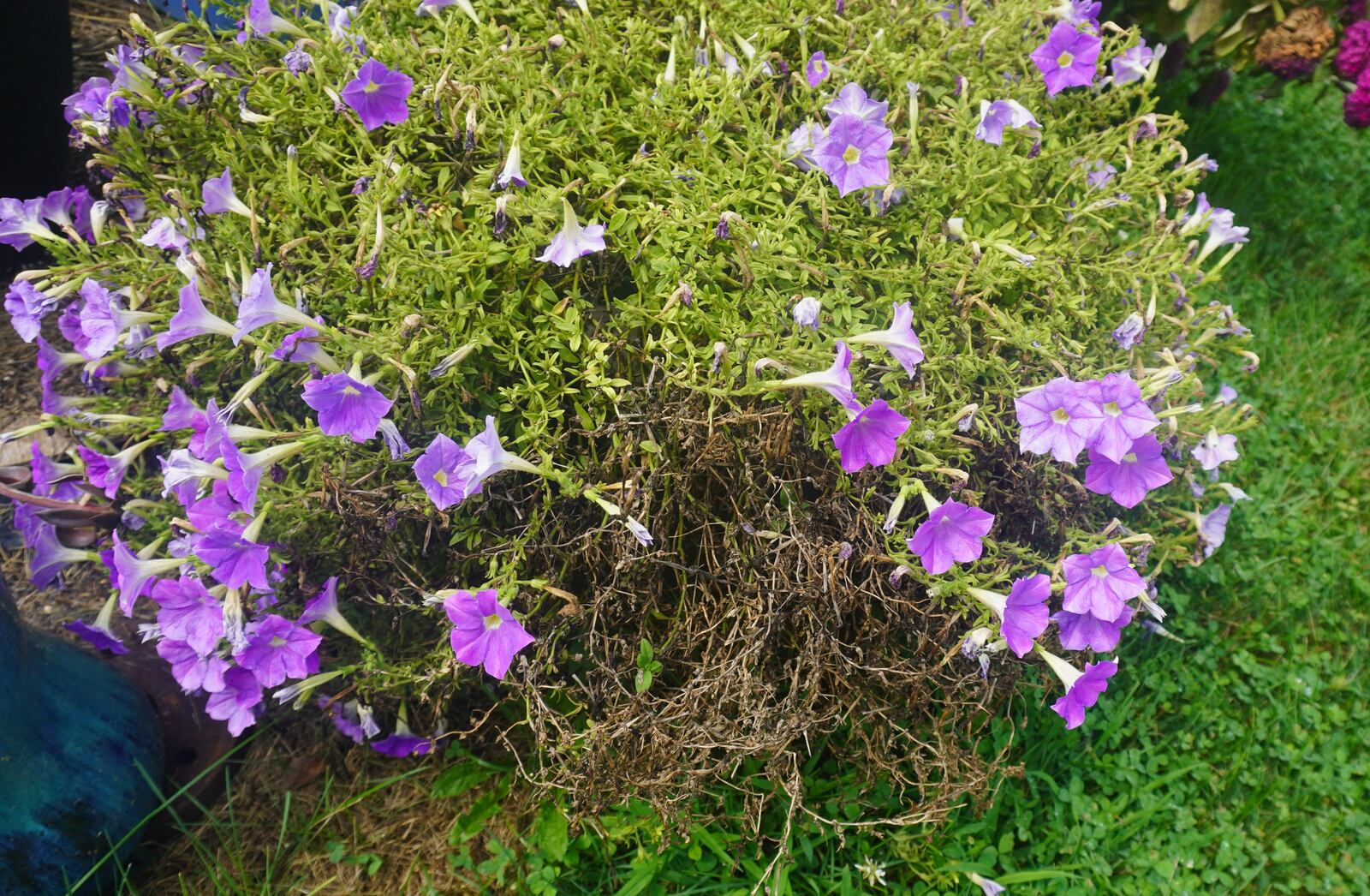 Remove the dead growth, prune the rest of the petunias back and fertilize now to encourage growth for a great fall container. CONTRIBUTED