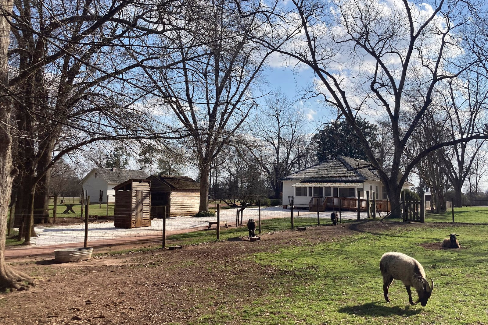 FILE - Animals graze on former President Jimmy Carter's boyhood home and farm, now a National Parks site, outside Plains, Ga., on Feb. 22, 2023. (AP Photo/Bill Barrow, File)